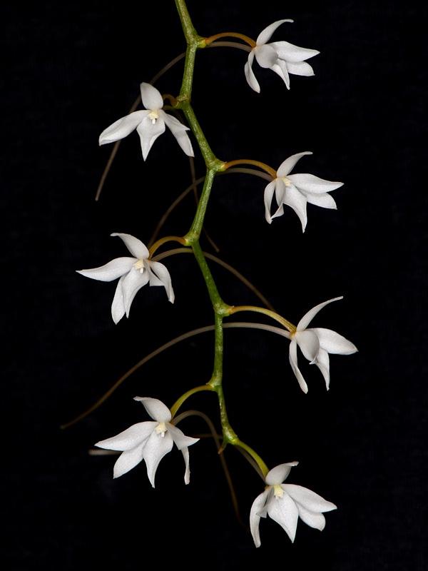 aerangis articulata