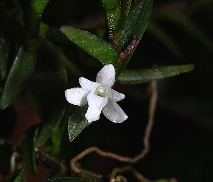 angraecum pectinatum