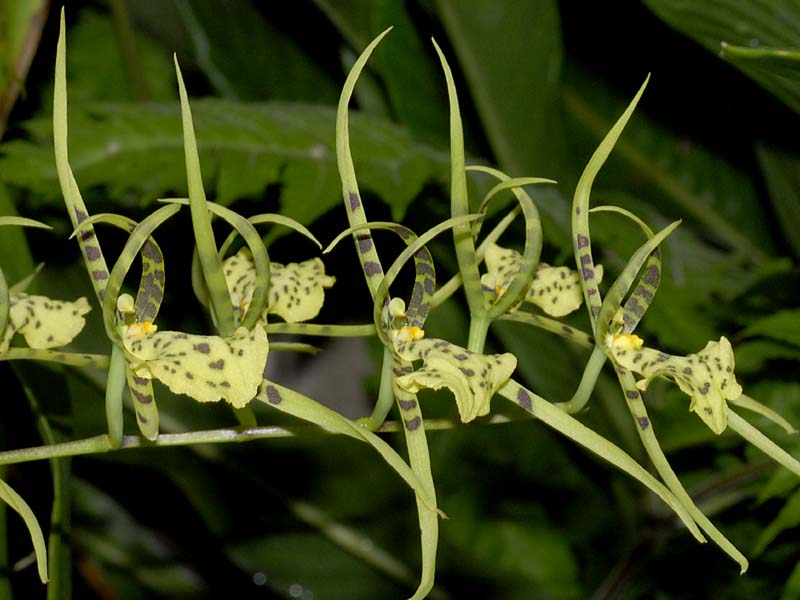 brassia maculata