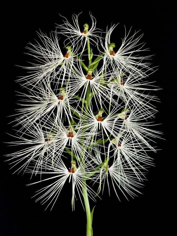 habenaria myrotricha