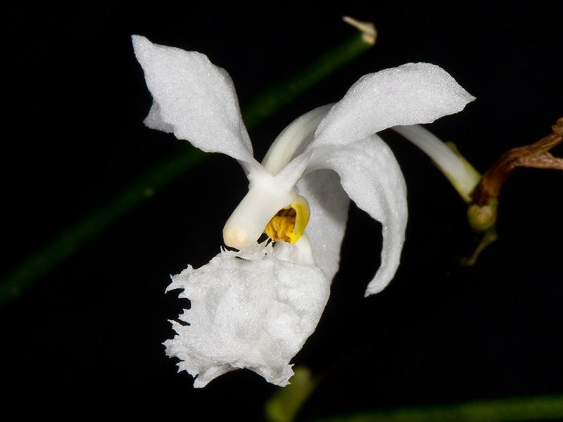 holcoglossum subulifolium