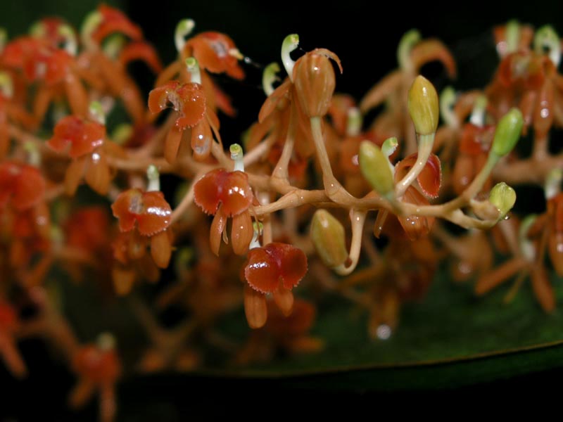 liparis latifolia