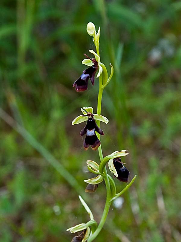 ophrys insectifera