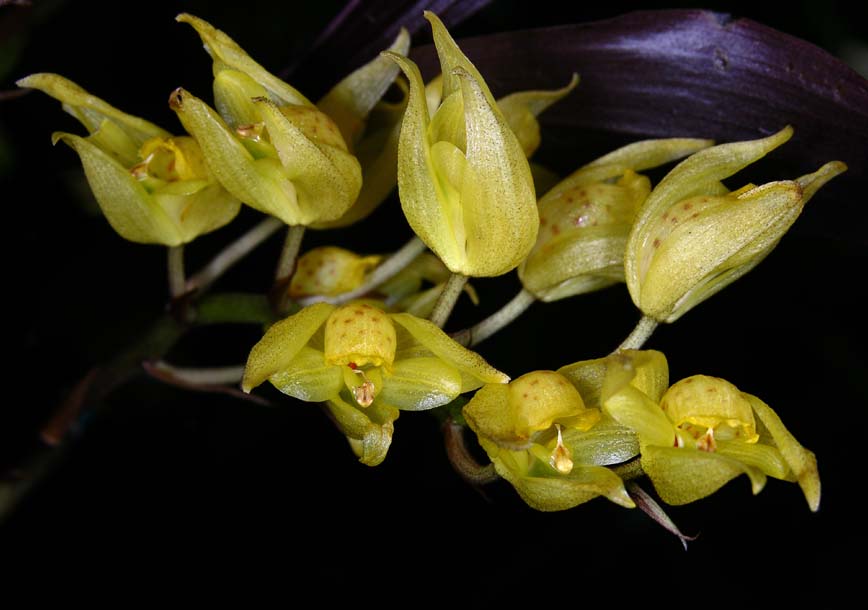 soterosanthus shepheardii