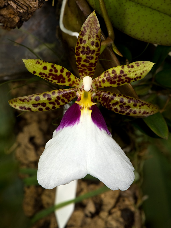 trichocentrum tigrinum