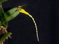 bulbophyllum contortisepalum