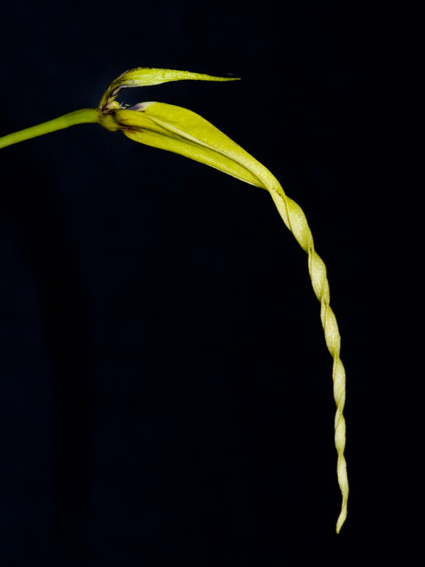 bulbophyllum contortisepalum