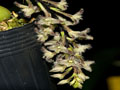 bulbophyllum lindleyanum