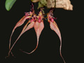 bulbophyllum rotschildianum