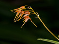 bulbophyllum taiwanense