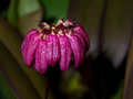 bulbophyllum corolliferum