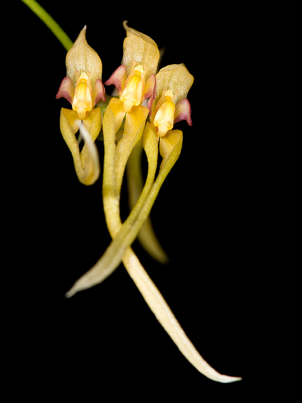 bulbophyllum macraei