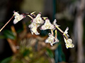 bulbophyllum lindleyanum
