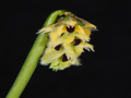 bulbophyllum averyanovii