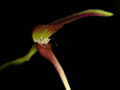 bulbophyllum antenniferum