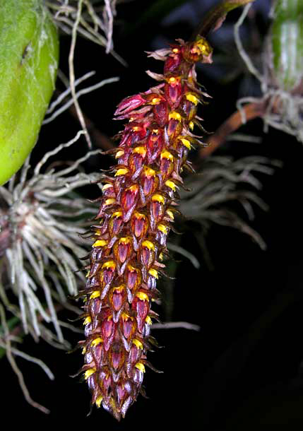 bulbophyllum careyanum