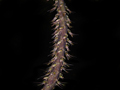 bulbophyllum nigripes