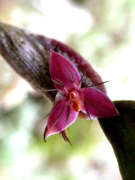 bulbophyllum haniffii