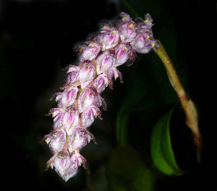 bulbophyllum lilacinum