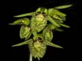 catasetum charlesworthii