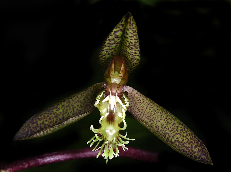 catasetum lancifolium