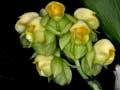 catasetum macroglossum gelb