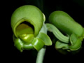 catasetum planiceps