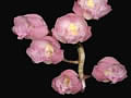 clowesia rosea
