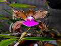 bicolor brasiliensis cattleya