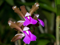 cattleya bicolor brasiliensis