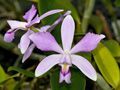 cattleya violacea rosea anelata