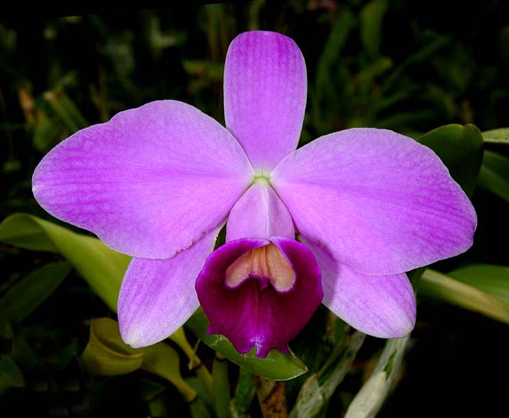 laelia pumila praestans