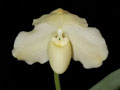 paphiopedilum leucochilum alba