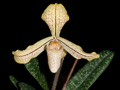 paphiopedilum concolor longipetalum