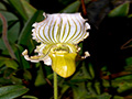 paphiopedilum fairrieanum semi-alba