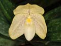 paphiopedilum concolor