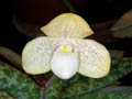 paphiopedilum concolor