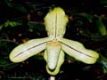 paphiopedilum concolor striatum