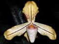 paphiopedilum concolor striatum