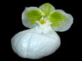 paphiopedilum micranthum alba