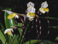 paphiopedilum philippinense roebelinii