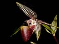 paphiopedilum rotschildianum