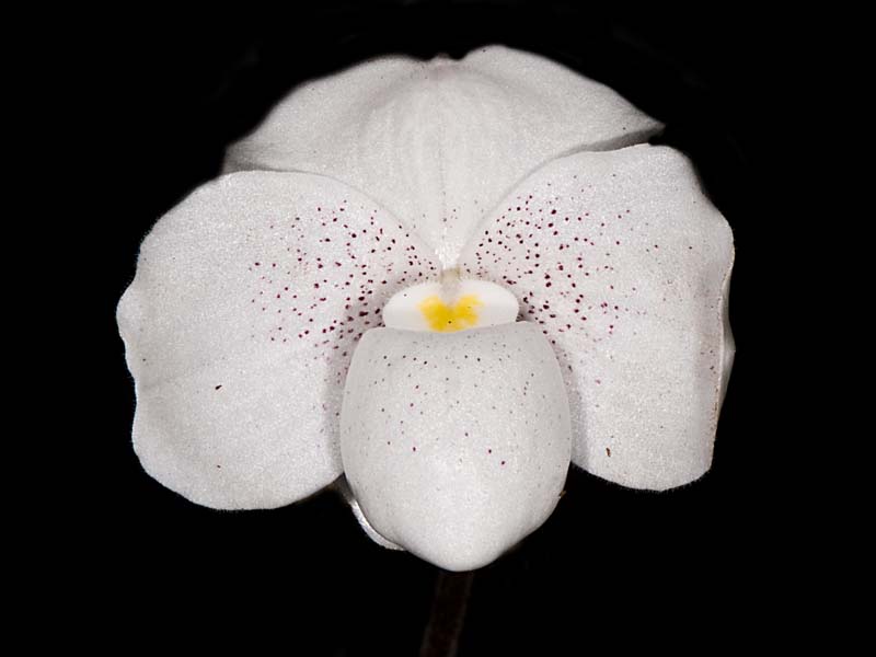 paphiopedilum thaianum