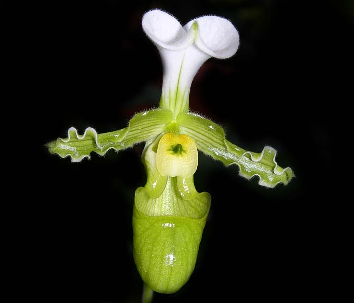 paphiopedilum tranlineanum alba