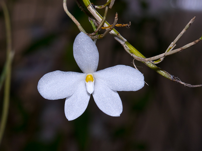 dendrobium furcatum alba