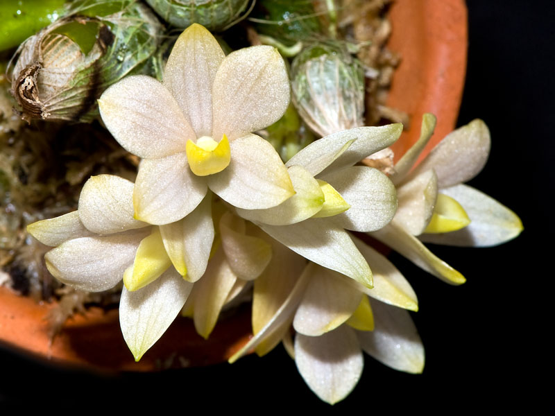 dendrobium laevifolium