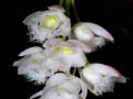 catasetum rebecca northen mikabi