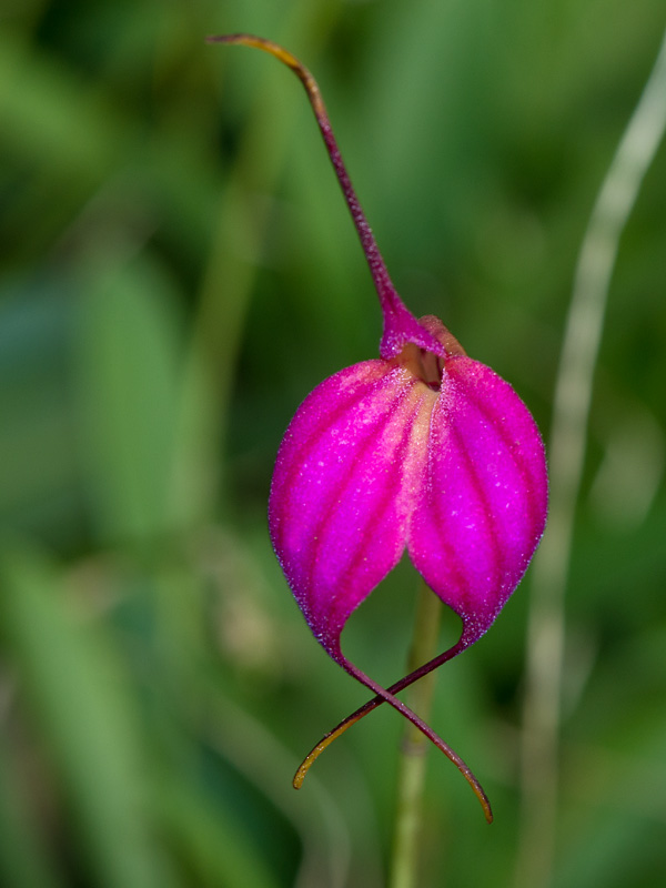 masdevallia amabilis purpurina