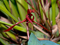 maxillaria calantha