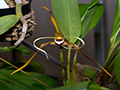 maxillaria fractiflexa